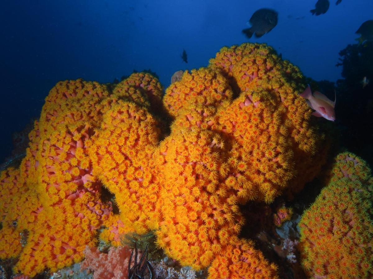 Blue Bay Divers Likupang Bangka Екстер'єр фото