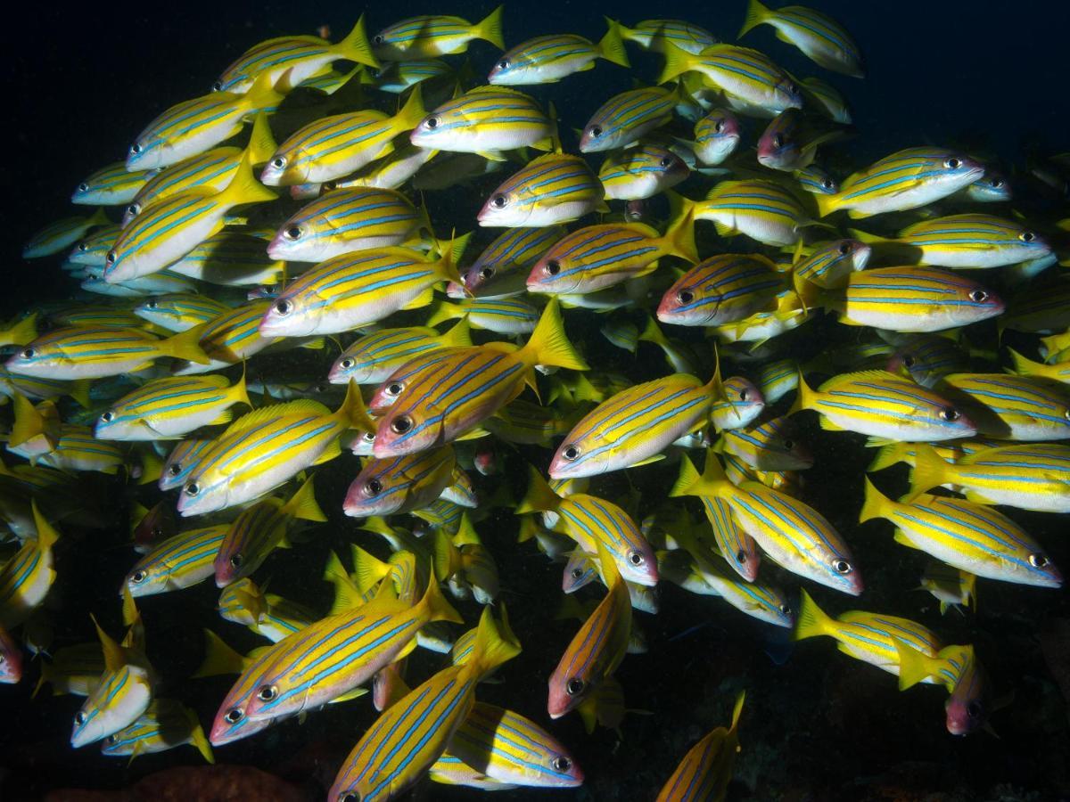 Blue Bay Divers Likupang Bangka Екстер'єр фото