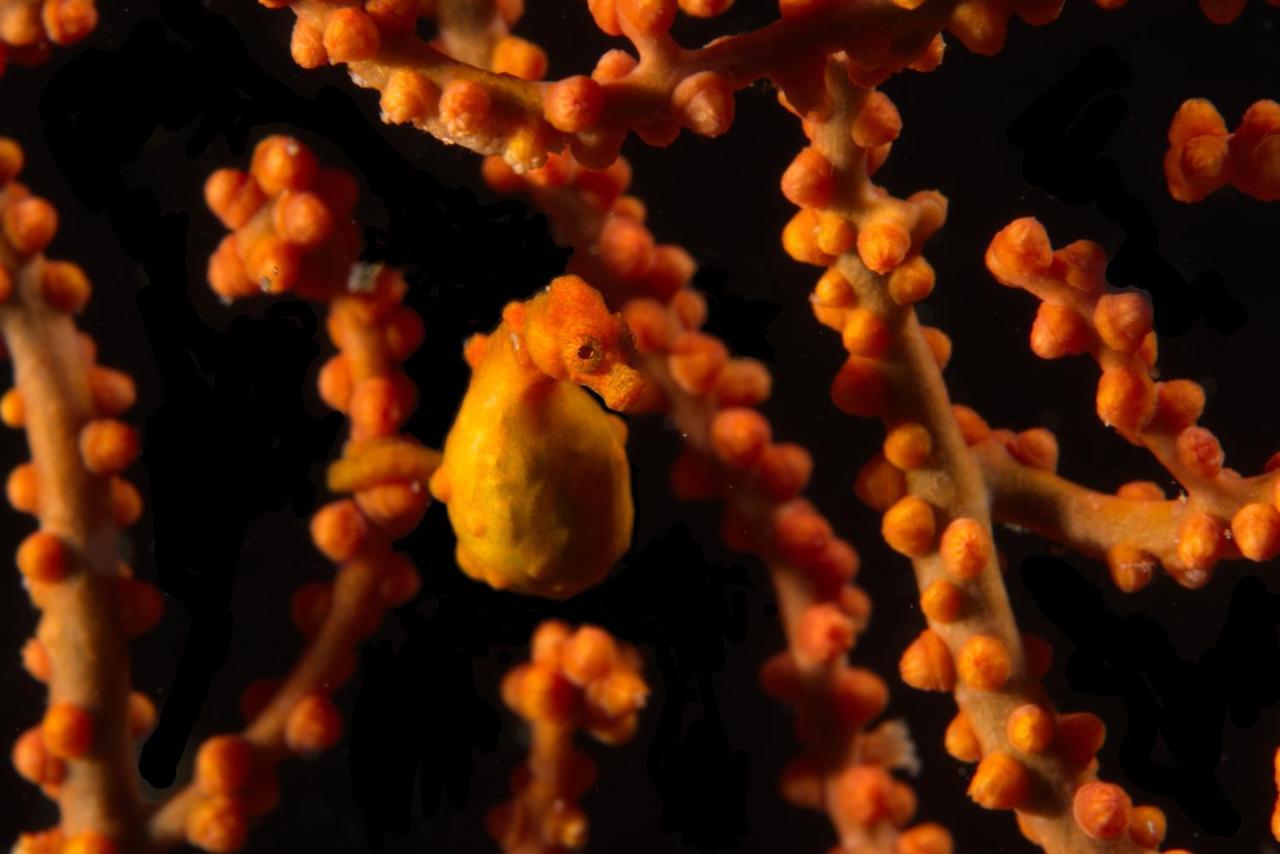 Blue Bay Divers Likupang Bangka Екстер'єр фото